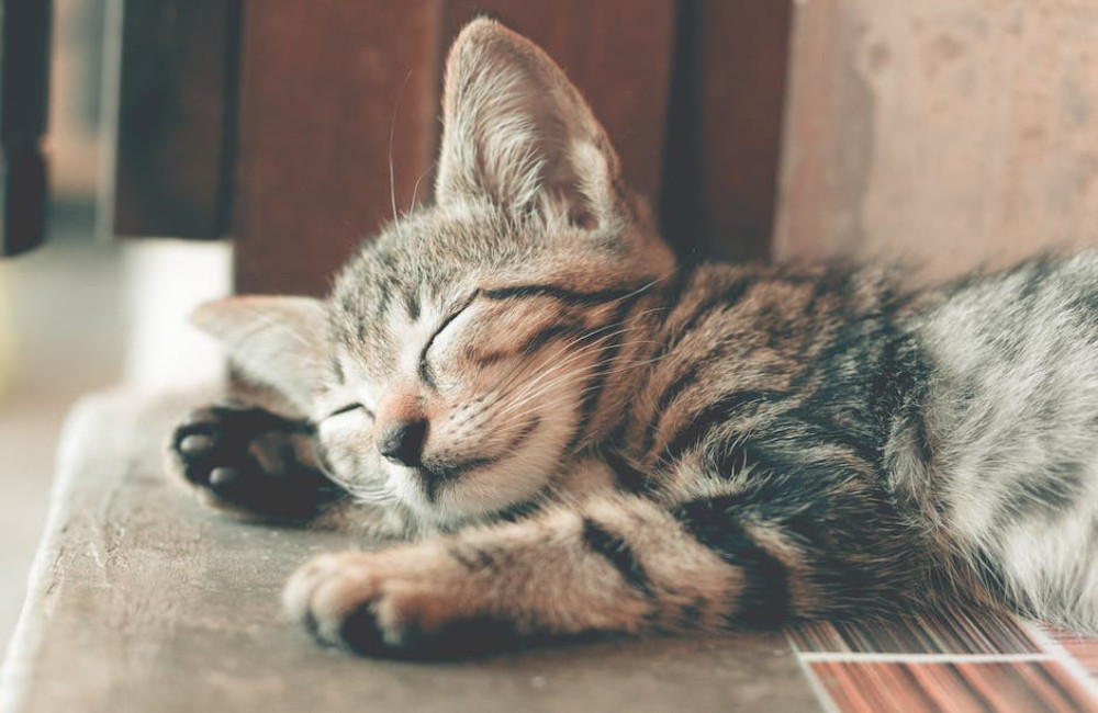 Wat betekent het spreekwoord 'de kat uit de boom kijken'?