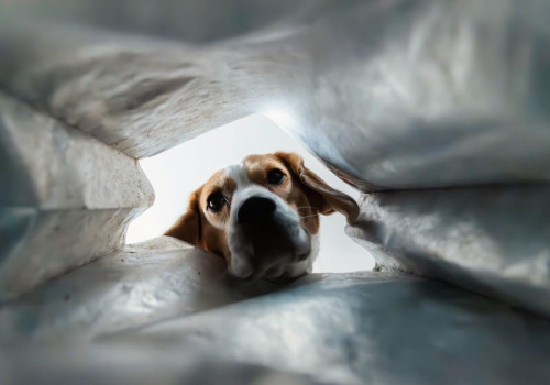 Nederlandse naam beagle: het antwoord plus wat een beagle kost