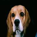 Nederlandse naam beagle